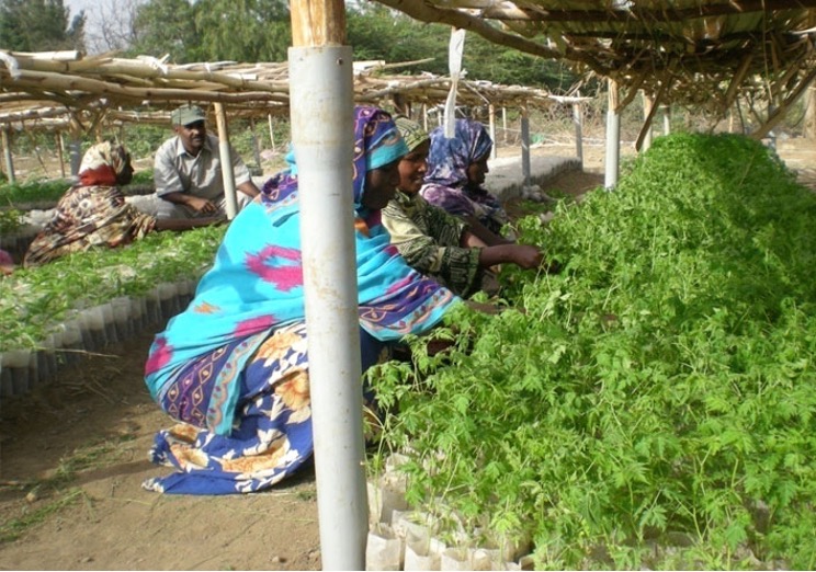 Women tending seedlings in a community nursery